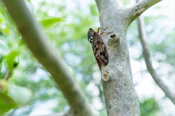 Cicada on tree