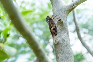 Cicada on tree