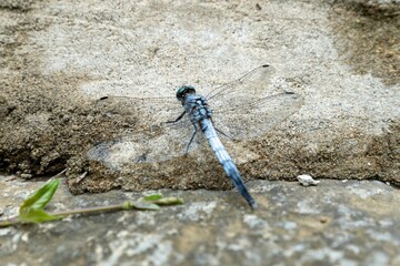 dragonfly on a rock