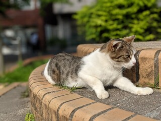 white cat on the street
