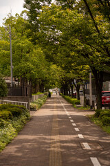 東大阪市銀杏並木