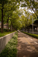 東大阪市銀杏並木