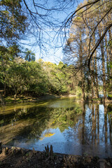 paisagem da reserva ambiental do Horto Florestal. Parque estadual da cidade de São Paulo.