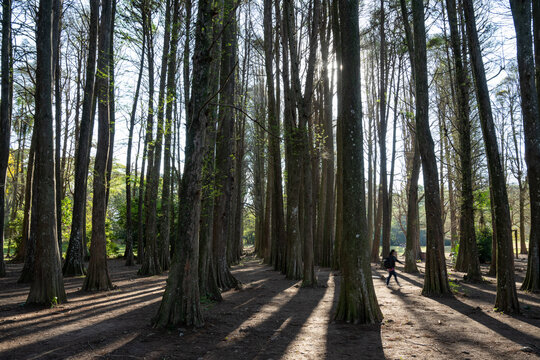 paisagem da reserva ambiental do Horto Florestal. Parque estadual da cidade de S&atilde;o Paulo.