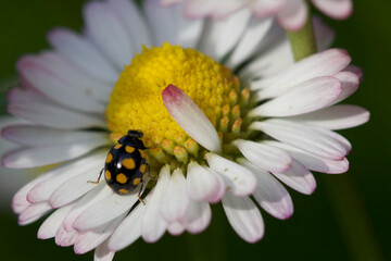 Obraz premium Spotted beetle on a small flower Sopot Bulgaria