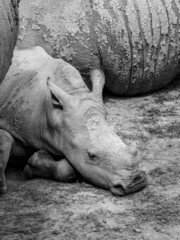 Portrait of a Baby White Rhino