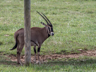 Fringe-Eared Oryx on the Grassland