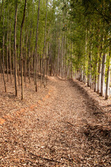 forest, tree, nature, trees, path, wood, road, landscape, autumn, woods, pine, park, spring, trail, summer, environment, leaves, leaf, season, footpath, birch, plant, grass, fall, outdoors