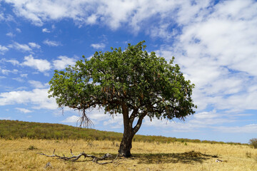 Beautiful blue skies and sausage trees in the African savanna (Masai Mara National Reserve, Kenya)