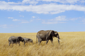 Parents and children of elephants walking in the vast savanna of Africa (Masai Mara National Reserve, Kenya)