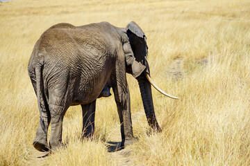 Back view of an elephant with beautiful fangs walking in the African savanna (Masai Mara National Reserve, Kenya)