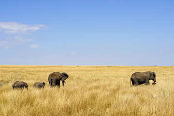 Naklejka na ściany i meble Beautiful landscape of an elephant family walking in the African savanna (Masai Mara National Reserve, Kenya)