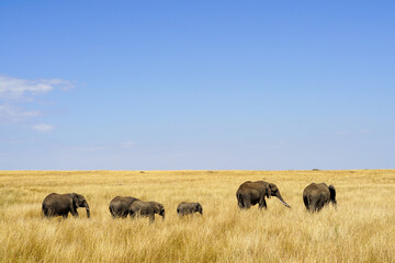 Beautiful landscape of an elephant family walking in the African savanna (Masai Mara National Reserve, Kenya)