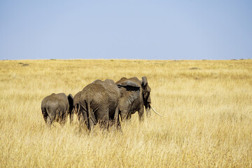 Back view of an elephant parent and child walking in the African savanna (Masai Mara National Reserve, Kenya)