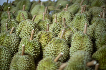 Group of durian. Blurred foreground and background.