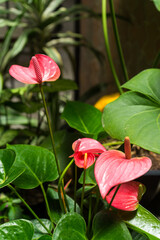 Anthurium or pink flamingo lily in the home garden, pink flowers in pot