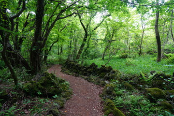 a fascinating spring forest with a pathway