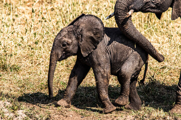 Baby Elephant after mud bath in Tarangire National Park, Tanzania.