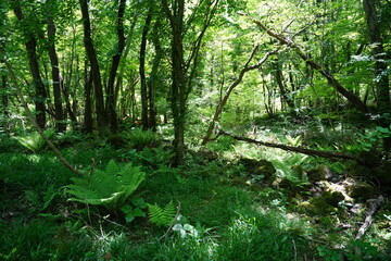Fototapeta na wymiar a lively dense forest in springtime