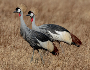 Pair of Grey Crowned Cranes inside Ngorogorona crater in Tanzania.