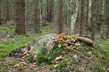 Remains after eaten pine cones in coniferous forest