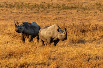 Obraz premium Environmental image of Black Rhino pair inside Ngorongoro Crater in Tanzania.