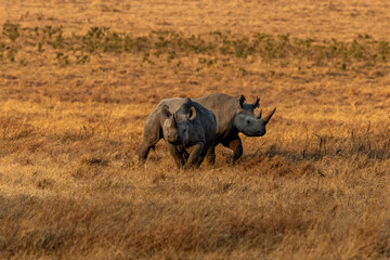 Environmental Pair of Black Rhinos in morning light inside Ngorongoro Crater in Tanzania.