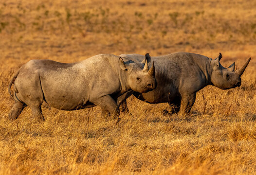 Environmental landscape shot of two horizonal Black Rhinos inside Ngorongoro Crater in Tanzania.