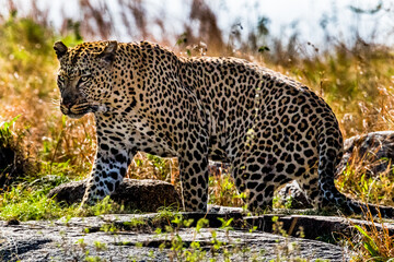 Full body Portrait of leopard near Sametu Marsh in Tanzania.
