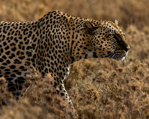 Leopard on the prowl near Sametu marsh in Tanzania