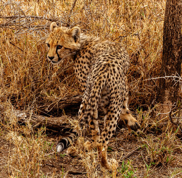 Cheetah Cub in the Serengeti in Tanzania