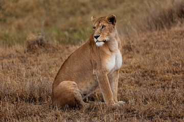 Portrait of female lioness in sitting position near the Serona River in Tanzania. 