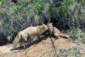 キタキツネの親子（北海道・大樹町）
