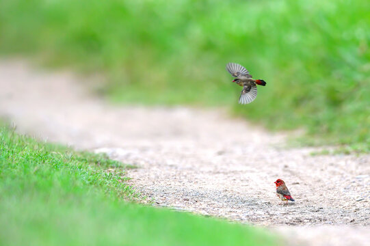 Male and female bird, Red avadavat or strawberry finch