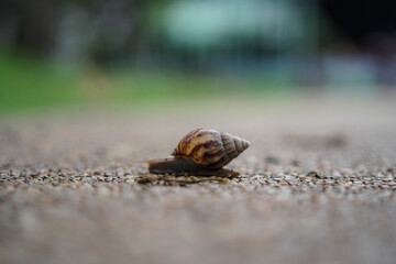 snail walking alone  in the midst of winter