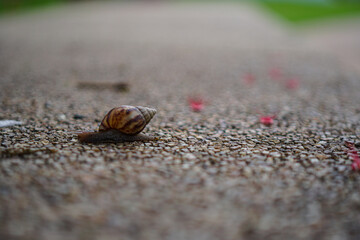 snail walking alone  in the midst of winter