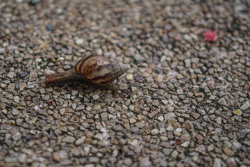 snail walking alone  in the midst of winter