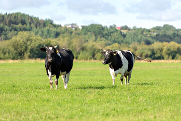 Two black and white cows grazes in a green meadow against a blue sky with clouds. Selective focus. High quality photo