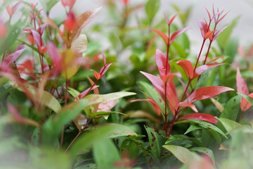 red and green grass in the grass