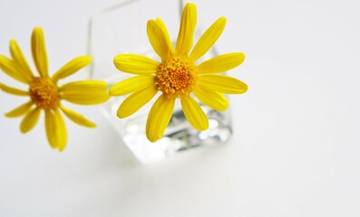 花　黄色いマーガレット　背景