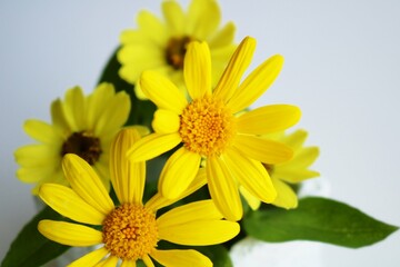 和む黄色い花　マーガレット　背景