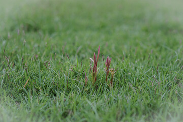 red and green grass in the grass