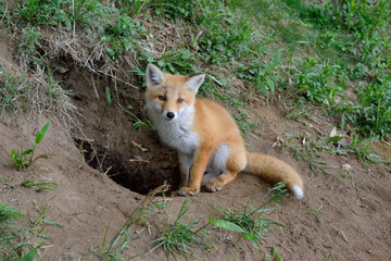 Obraz premium 巣穴の前に座るキタキツネの子ども（北海道・知床） 