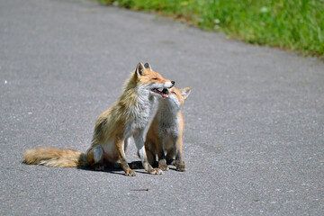 母親に餌をねだるキタキツネの子ども（北海道・知床）

