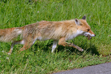 ネズミを捕らえたキタキツネ（北海道・知床）
