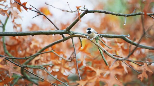 One single black-capped chickadee bird perched flying away on oak tree branch in autumn fall season in Virginia with raining weather, rain drops falling