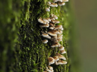 Tokyo,Japan - September 5, 2021: Closeup of small Sarunokoshikake or Polyporaceae on cherry tree in the rain. Each size is almost 0.1 - 0.2 inches.
