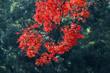 森の紅葉