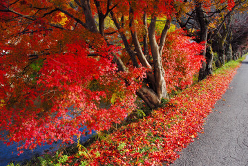 真っ赤な紅葉