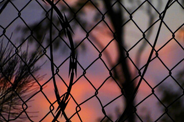 Barbed Wire (Sunset)